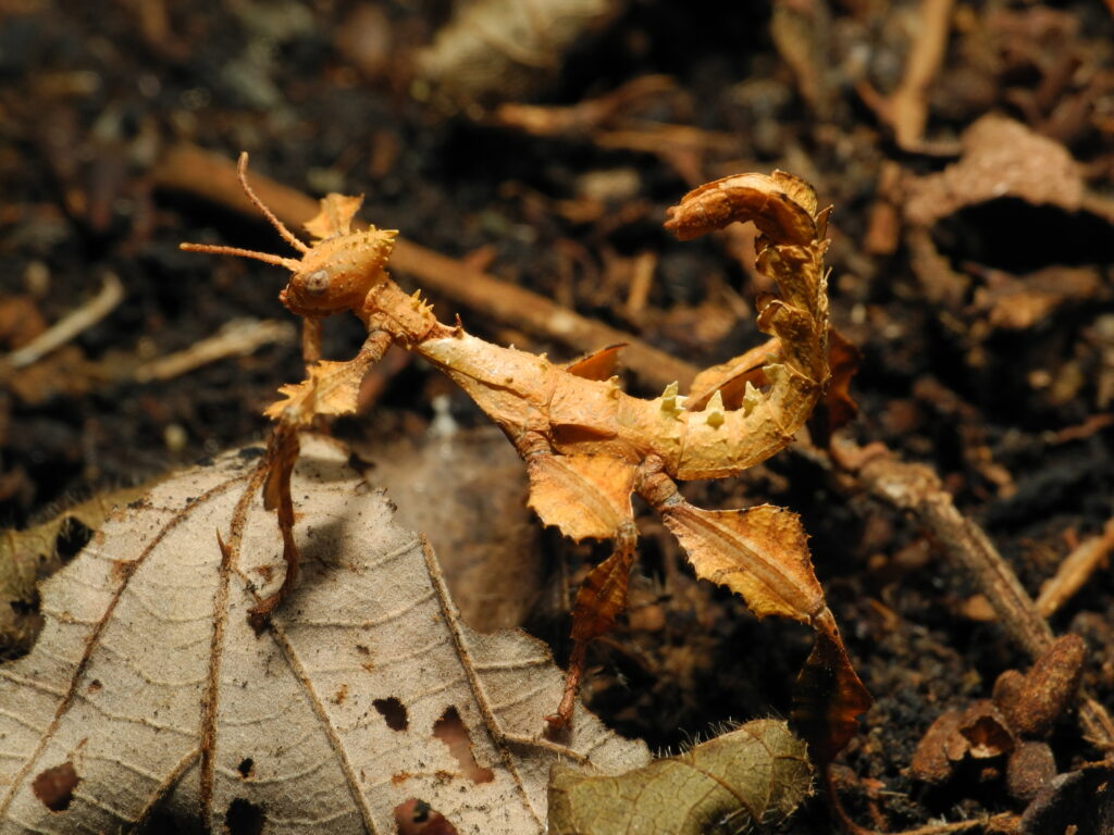 10 Different Insects That Look Like They Are Leaves