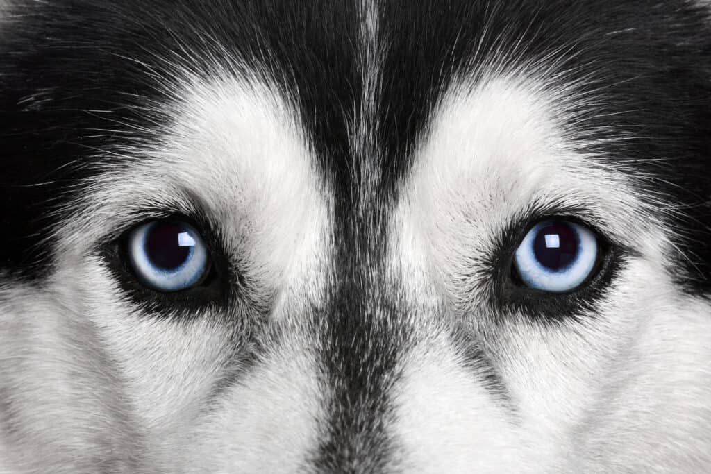 Are Siberian Huskies the Most Troublesome Dogs? 5 Common Complaints About Them 