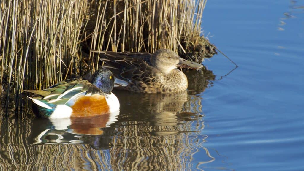 The Complete List of 38 Animals With Webbed Feet