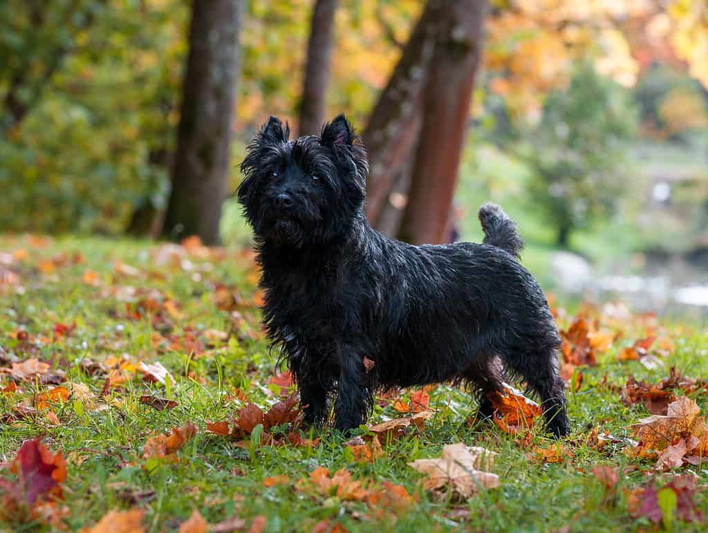 Cairn Terrier Colors: Rarest to Most Common