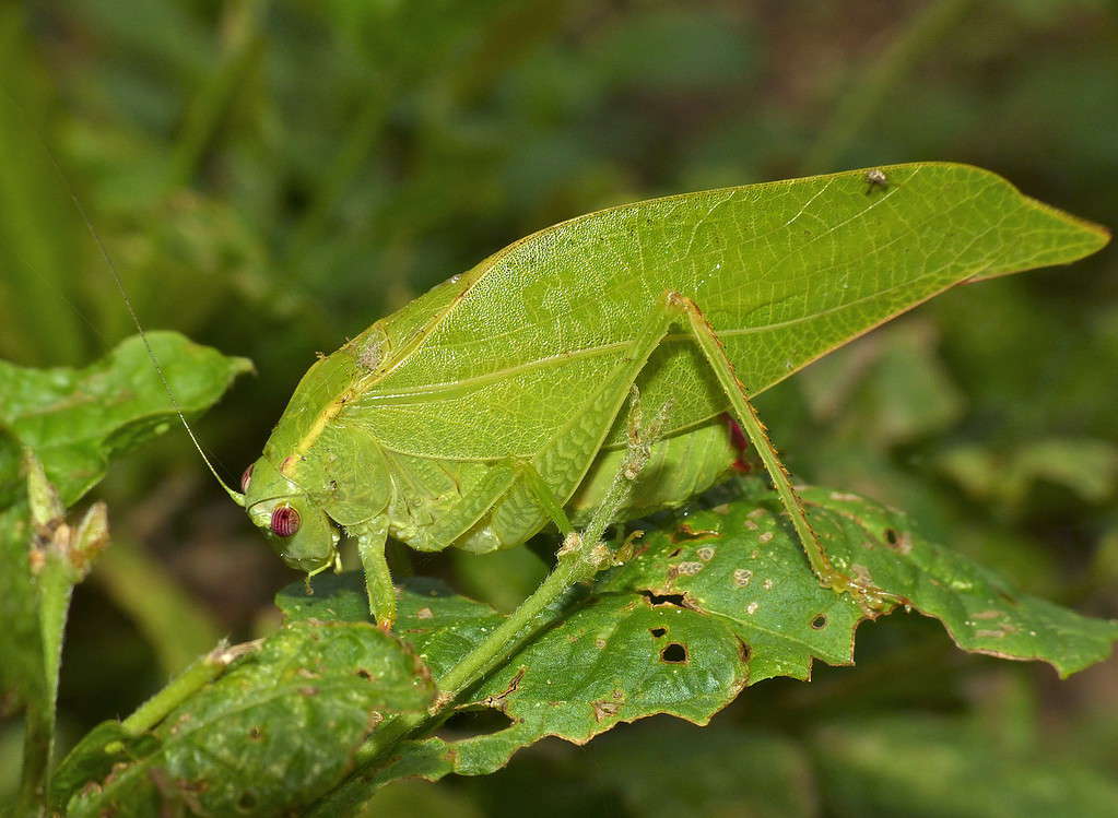 10 Different Insects That Look Like They Are Leaves