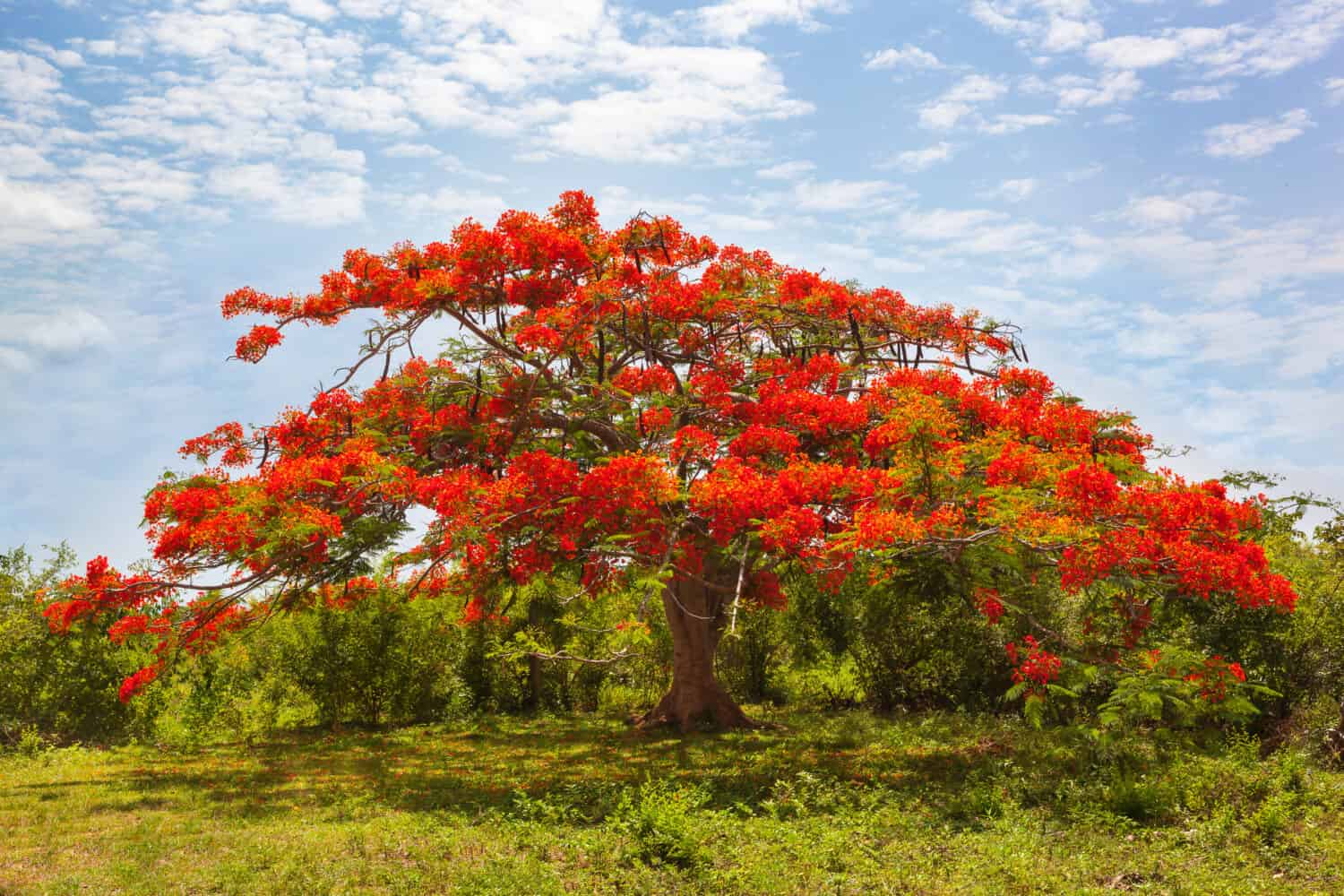 10 Gorgeous Red Flowering Trees in Florida