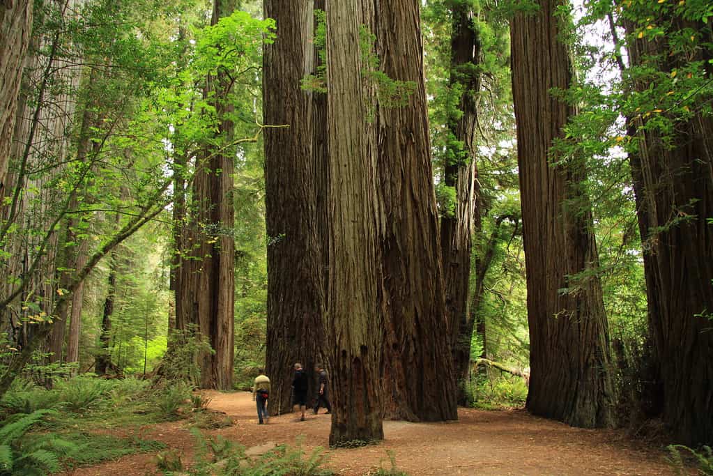 Redwood vs. Manna Gum Tree: 6 Differences Between These Towering Giants