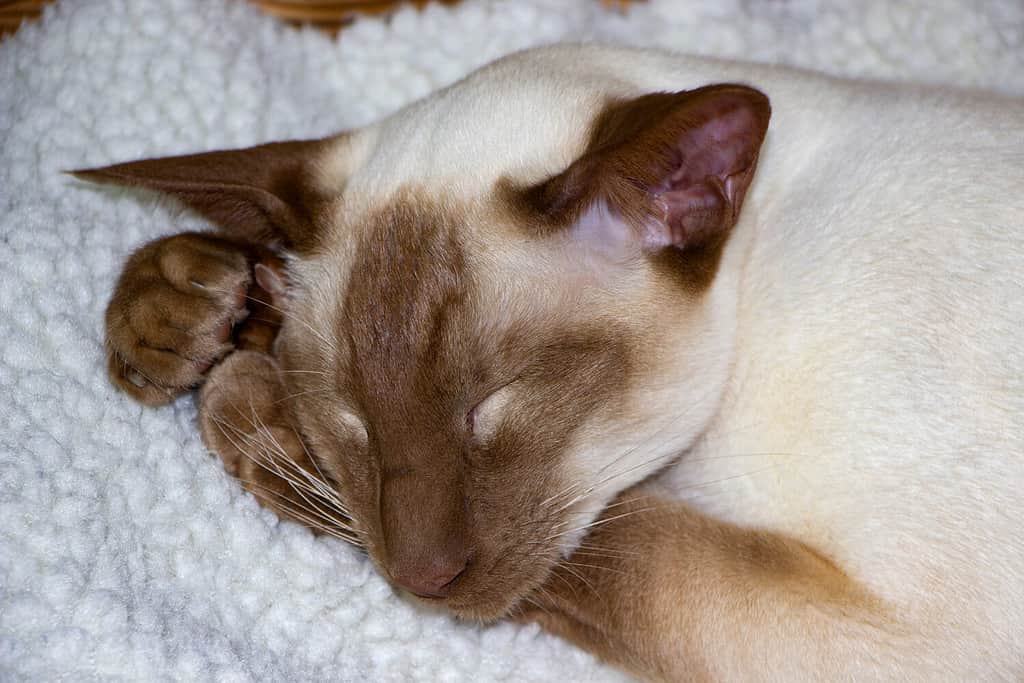 Male vs Female Siamese Cats: 4 Key Differences