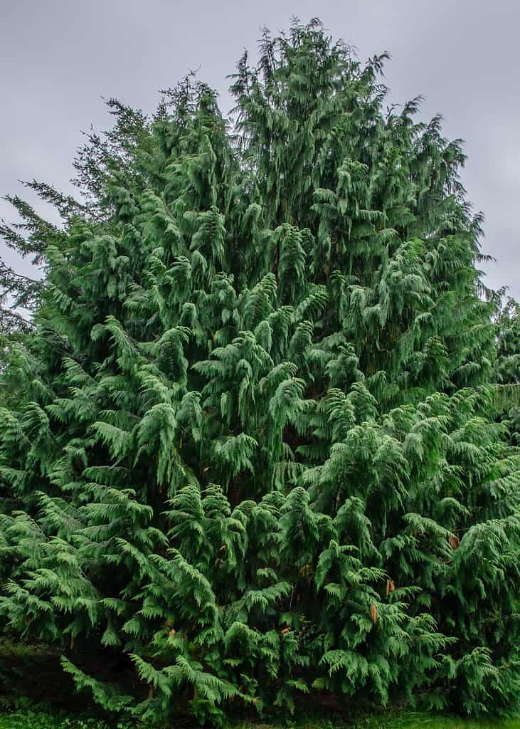 Yellow Cedar vs. Red Cedar Tree: 6 Differences Between These Towering Giants