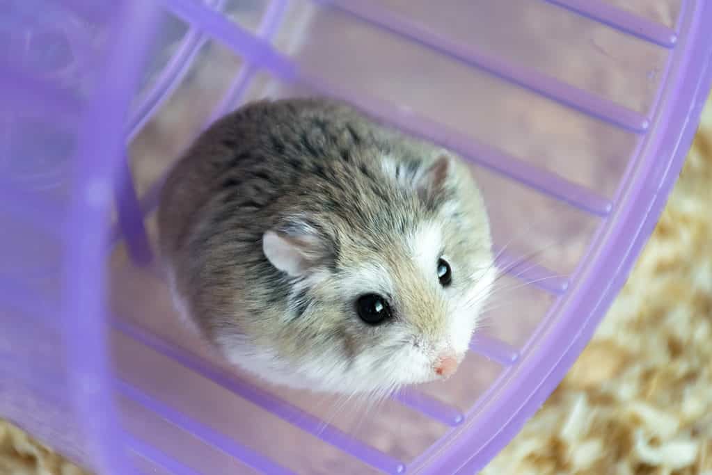 3 Cheapest Hamsters To Keep as Pets