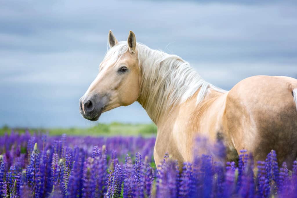 Horse Colors: The Complete List From Rarest to Most Common