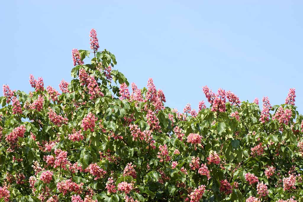 10 Gorgeous Red Flowering Trees in Florida