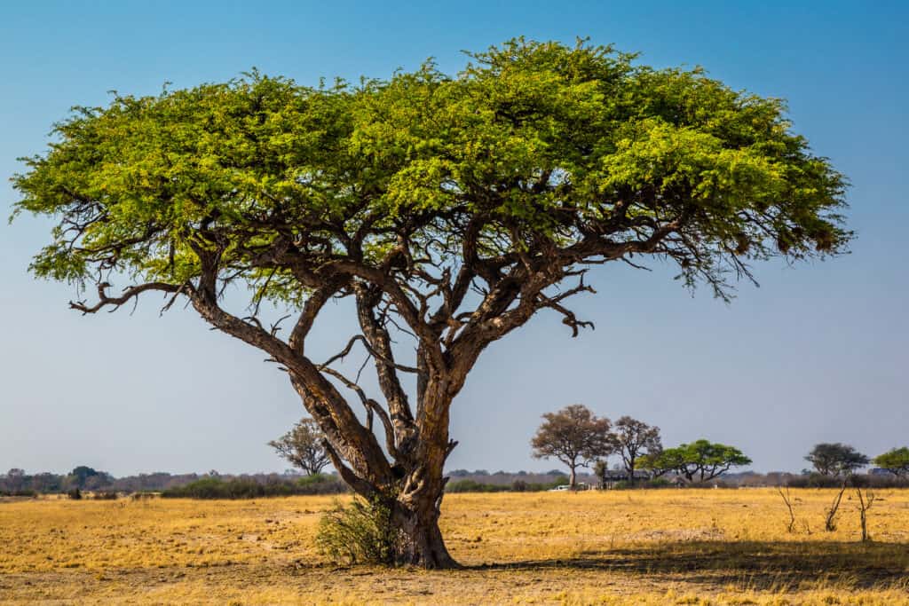 6 Incredible Trees That Thrive In the Savana