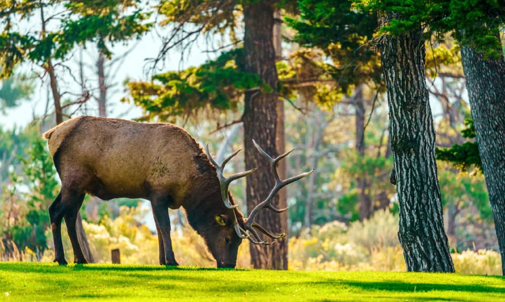 The Largest American Elk Ever Caught in Oklahoma