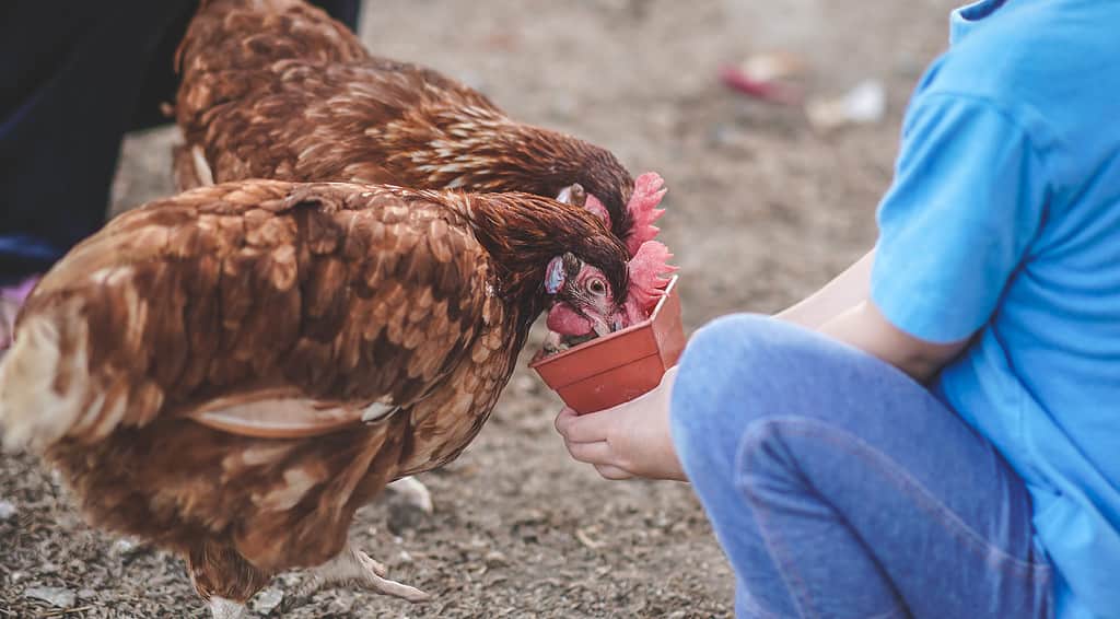 Can Chickens Eat Tomatoes?