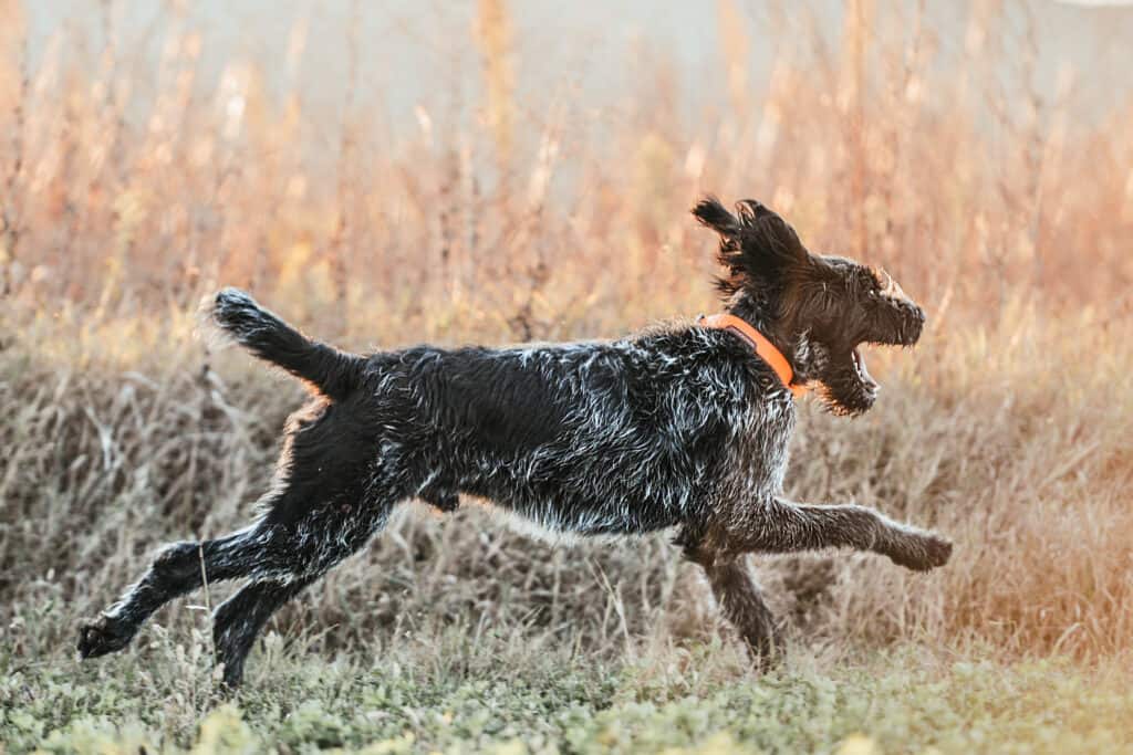 German Wirehaired Pointer Progression: Growth Chart, Milestones, and Training Tips