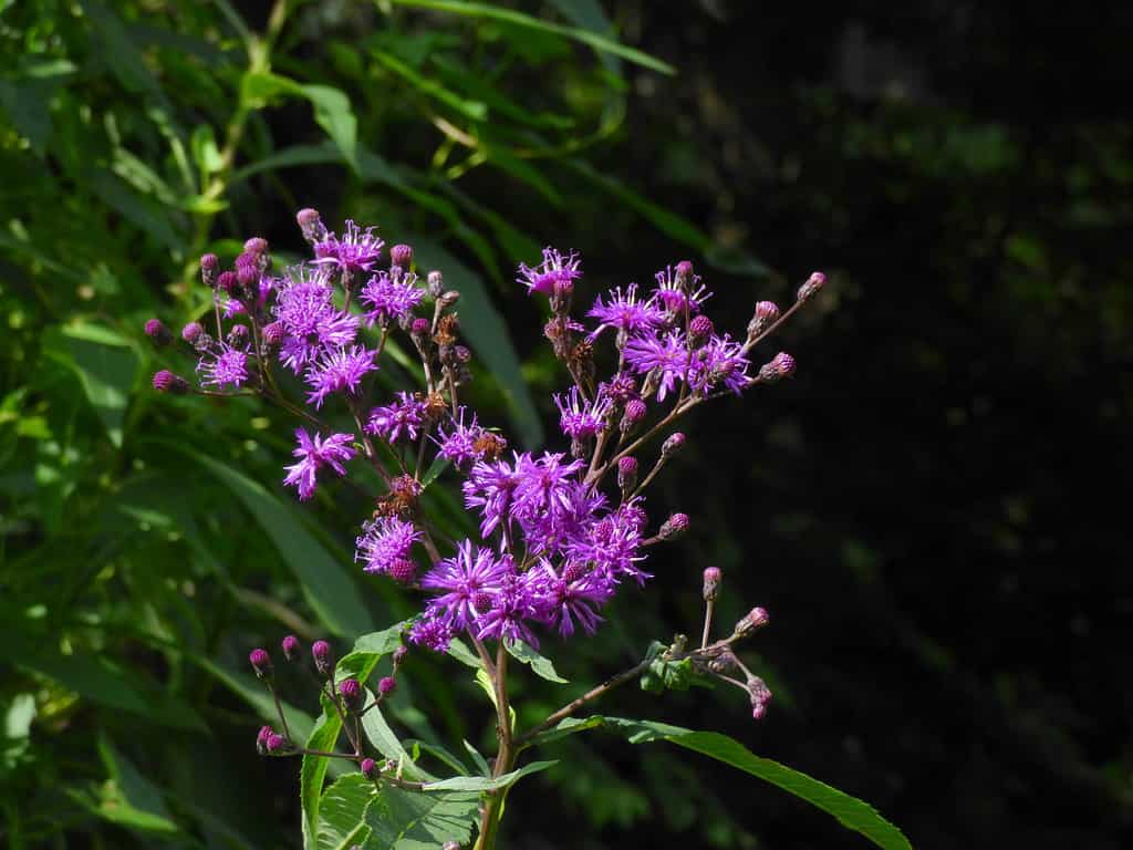 The 11 Most Colorful Fall-Blooming Flowers in Ohio