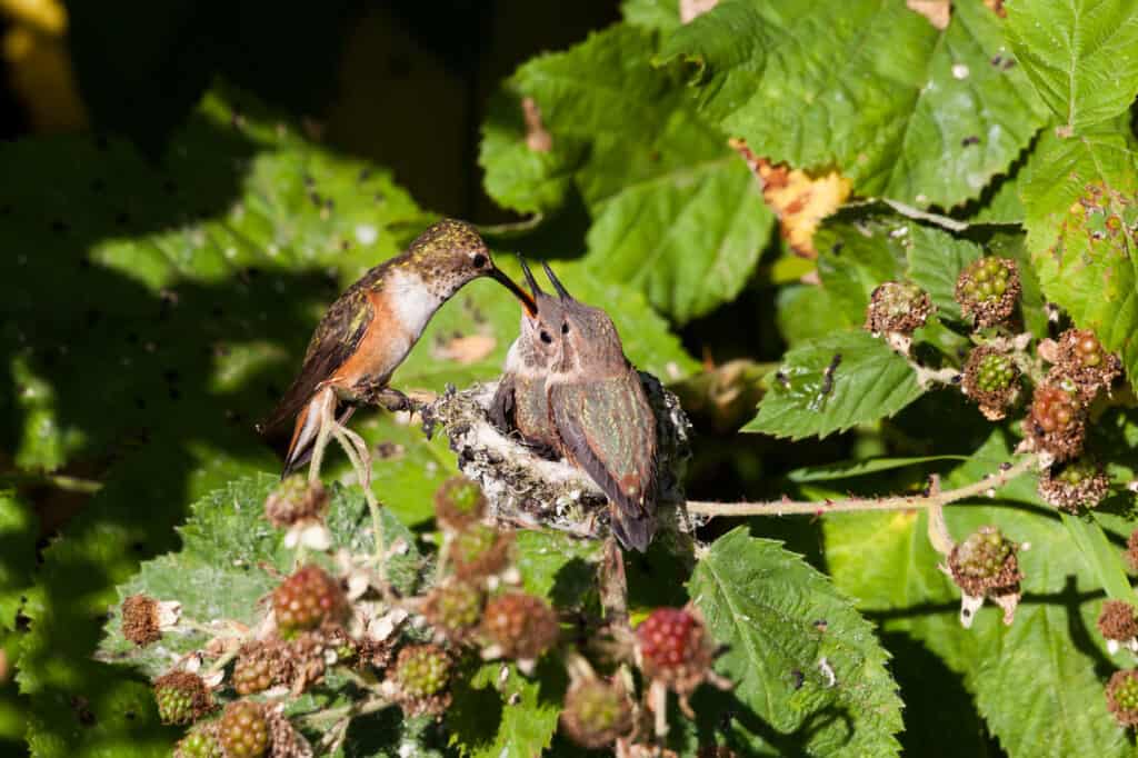 Your Complete Hummingbird Nests Guide