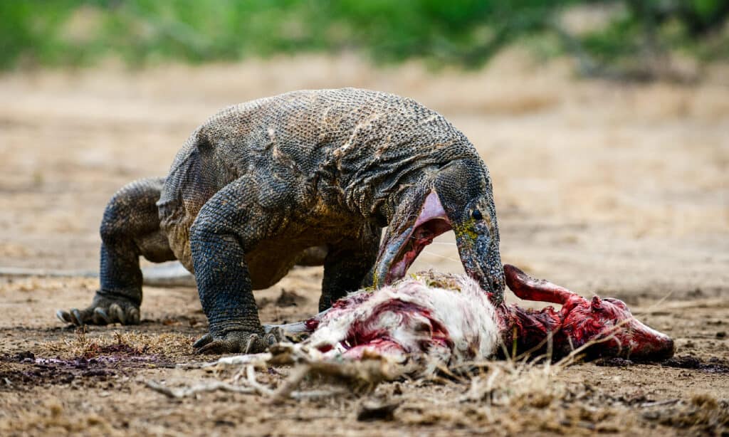 Watch This Insatiable Komodo Dragon Slurp Down a Giant Eel Like Its a Bite-Sized Appetizer