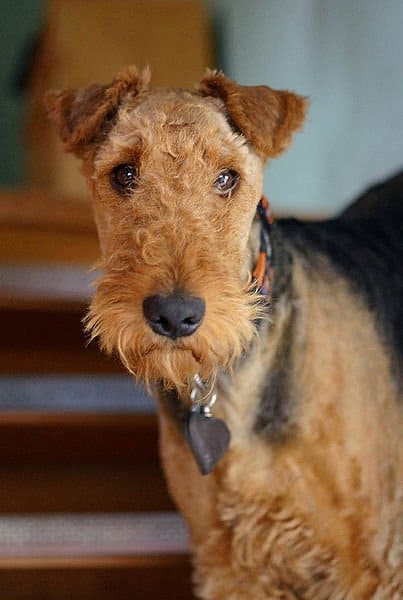 Male vs. Female Airedale Terrier: 3 Key Differences