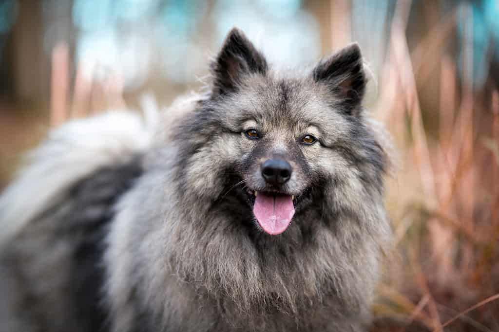 Keeshond Colors: Rarest to Most Common