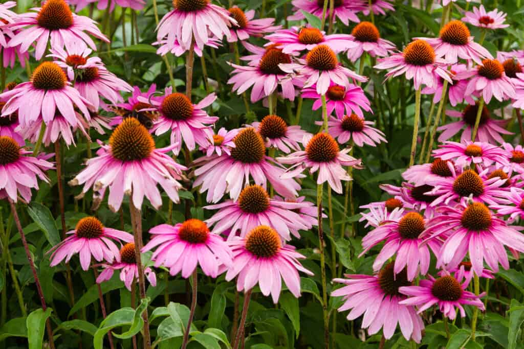 The Best Flowers to Plant in Quebec: 10 Cold-Tolerant Options for a Gorgeous Bloom