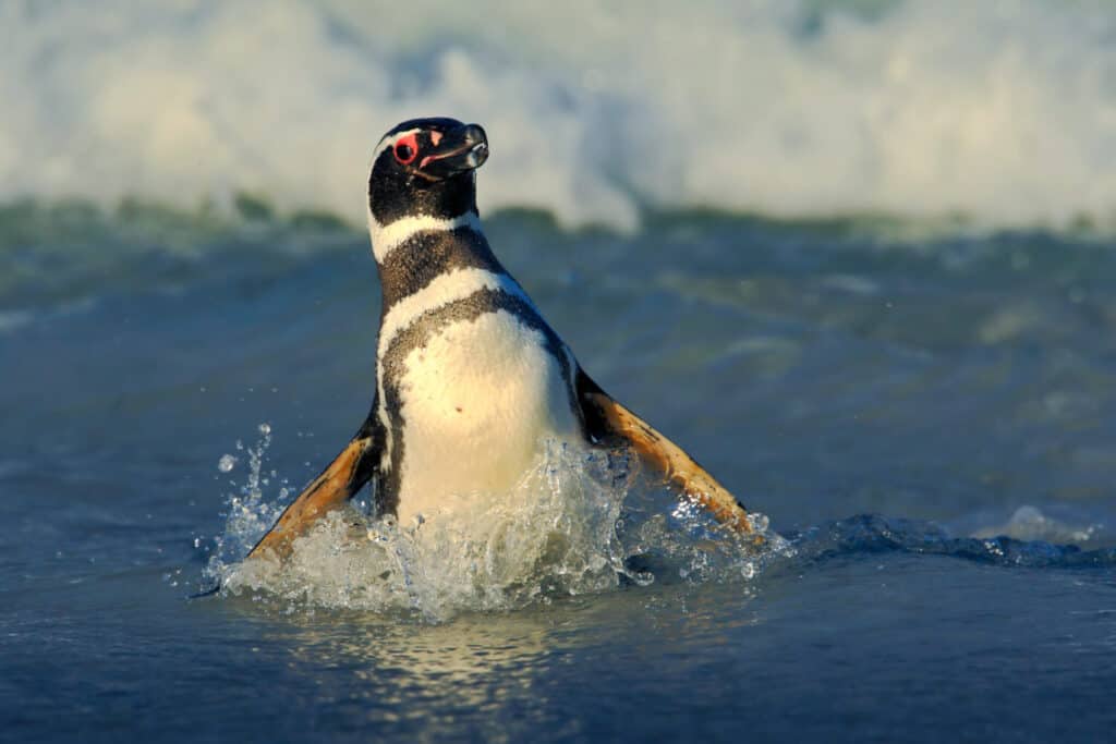 Discover 5 of the Countries and Regions Where Most Penguins Live