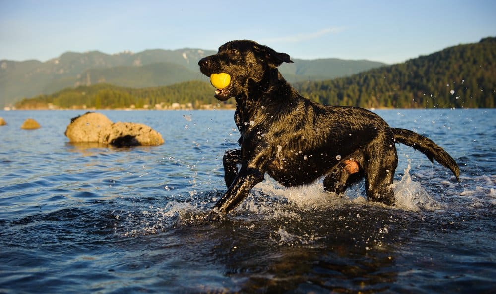 Watch This Labrador Mama Dive Into a Pool and Teach Her Cute Puppies to Swim