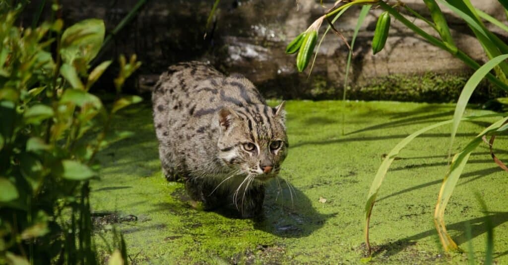 The Complete List of 38 Animals With Webbed Feet