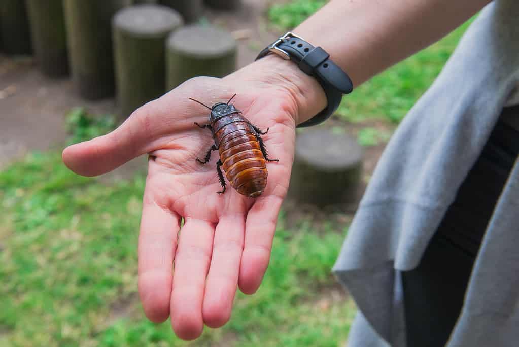 When Is Cockroach Season in Hawaii?