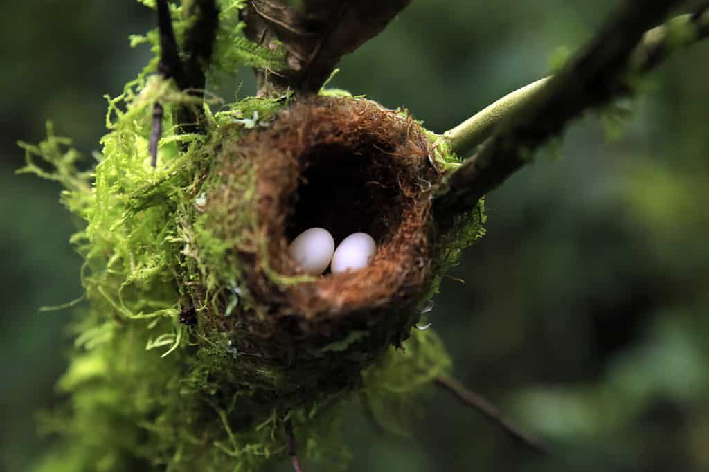 Your Complete Hummingbird Nests Guide