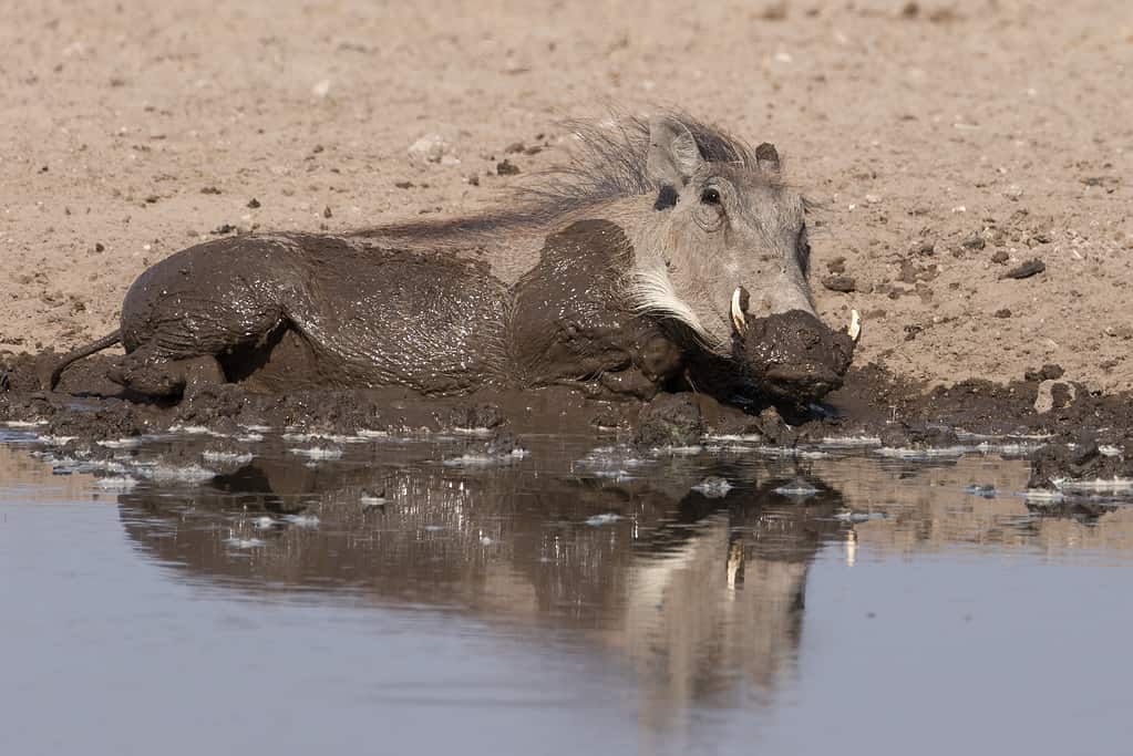 Bull Elk Thinks No One Is Watching And Takes A Luxurious Mud Bath