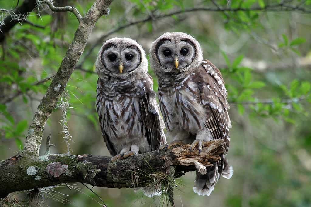 Male vs Female Owls: 5 Key Differences