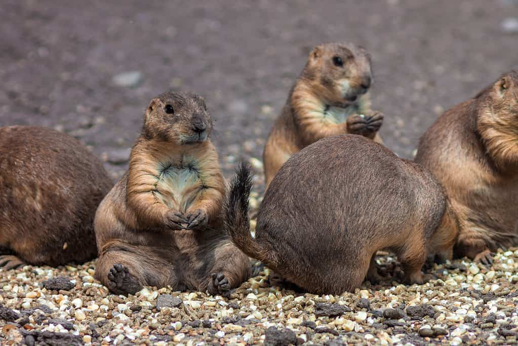 Do Prairie Dogs Make Good Pets? Discover the Pros and Cons