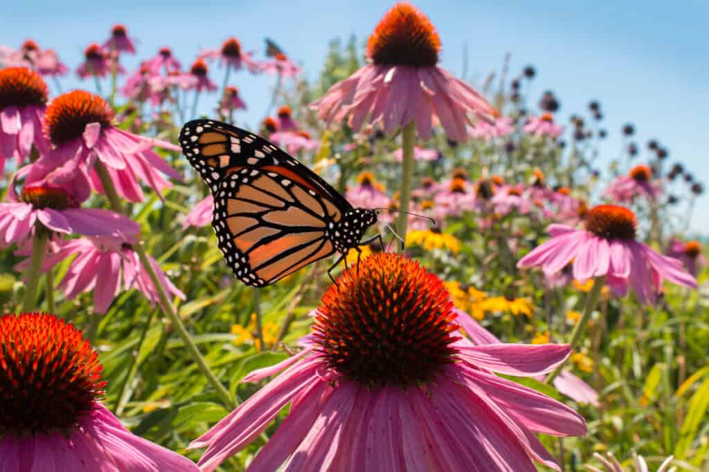 The 11 Most Colorful Fall-Blooming Flowers in Ohio