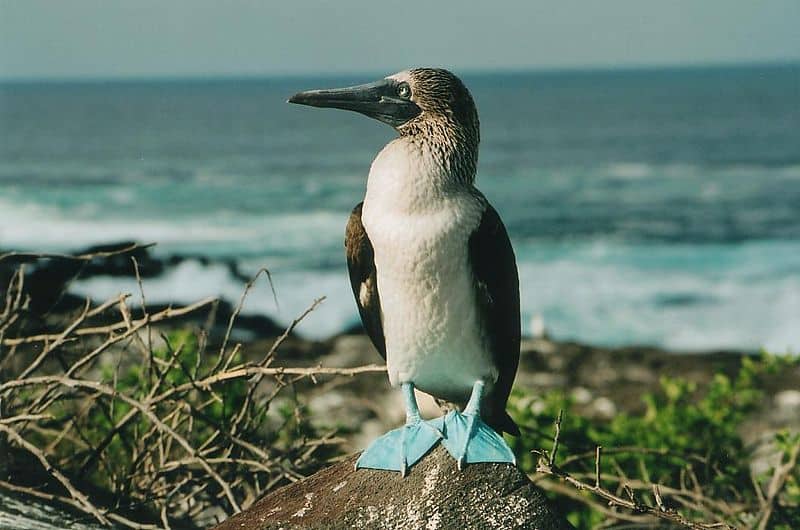 The Complete List of 38 Animals With Webbed Feet