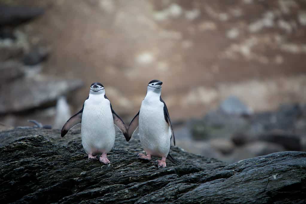 The Complete List of 38 Animals With Webbed Feet