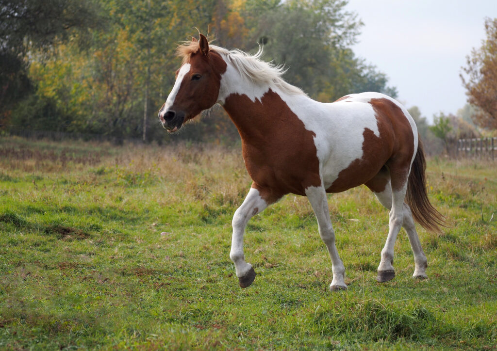 Horse Colors: The Complete List From Rarest to Most Common