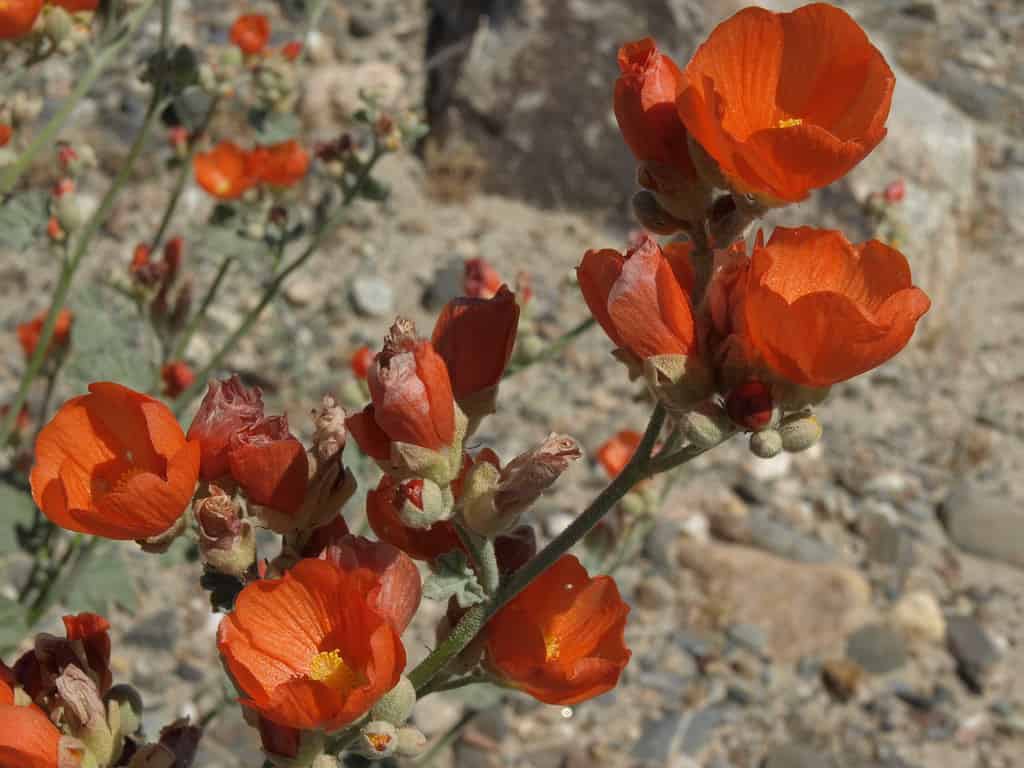 25 Beautiful Types of Orange Wildflowers