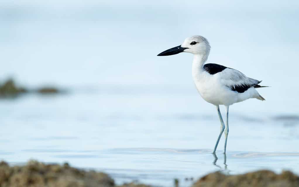 The Complete List of 38 Animals With Webbed Feet