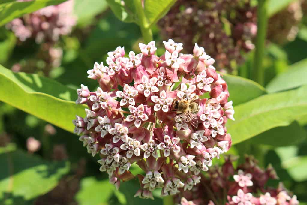 The Best Flowers to Plant in Quebec: 10 Cold-Tolerant Options for a Gorgeous Bloom