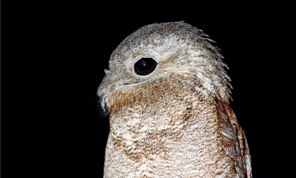 Potoo Vs. Great Potoo: 5 Key Differences About This Strange Bird