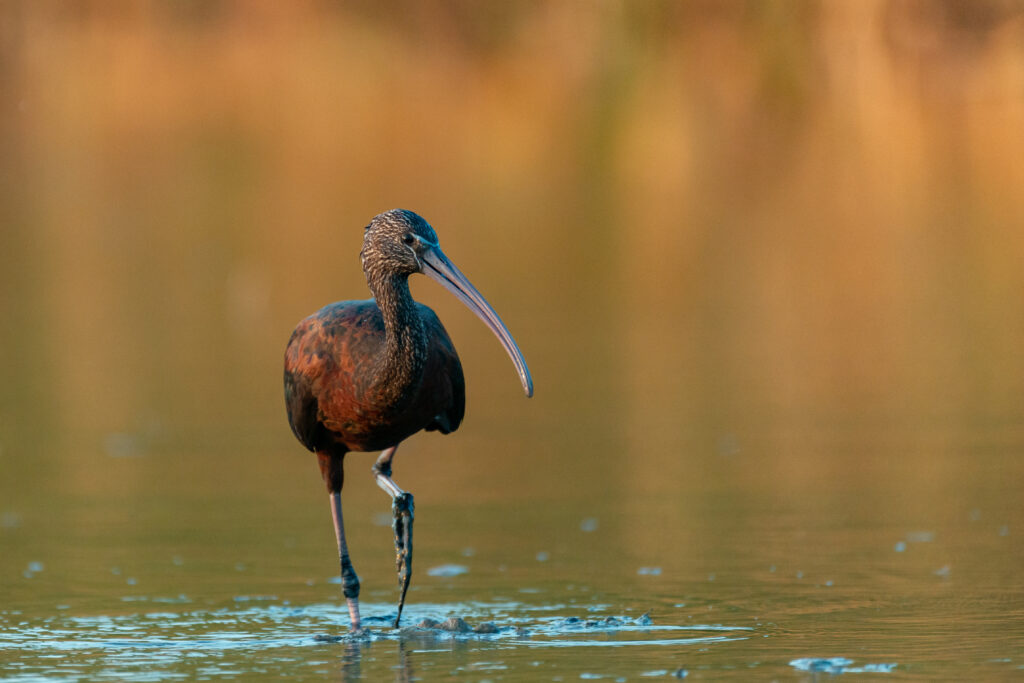 Glossy Ibis: Habitat, Diet, Rarity, Sounds, and More!