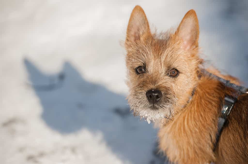 Cairn Terrier Colors: Rarest to Most Common