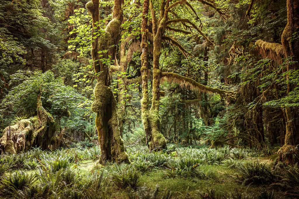 The 5 Best Hiking Trails in Olympic National Park