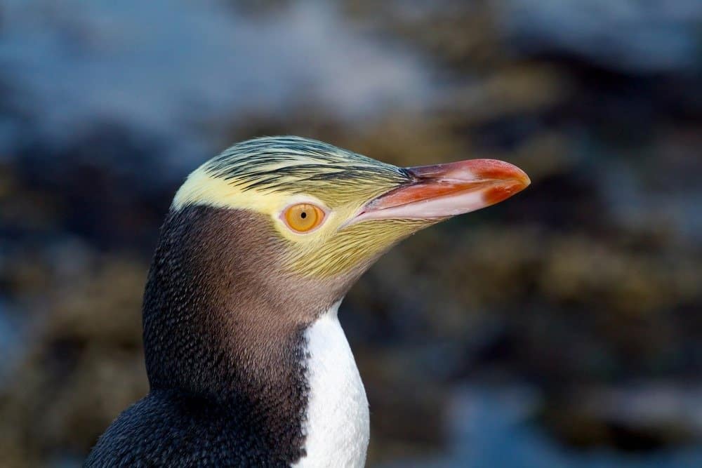 Discover 5 of the Countries and Regions Where Most Penguins Live