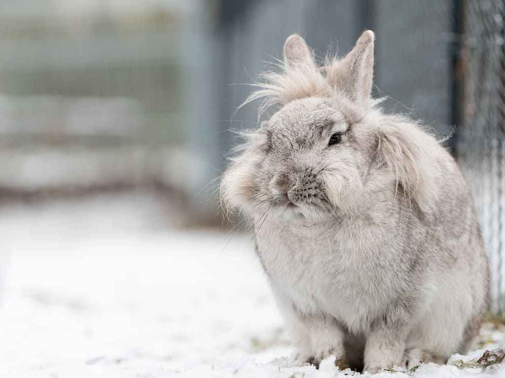 Lionhead Rabbit Lifespan: How Long Do Lionhead Rabbits Live?