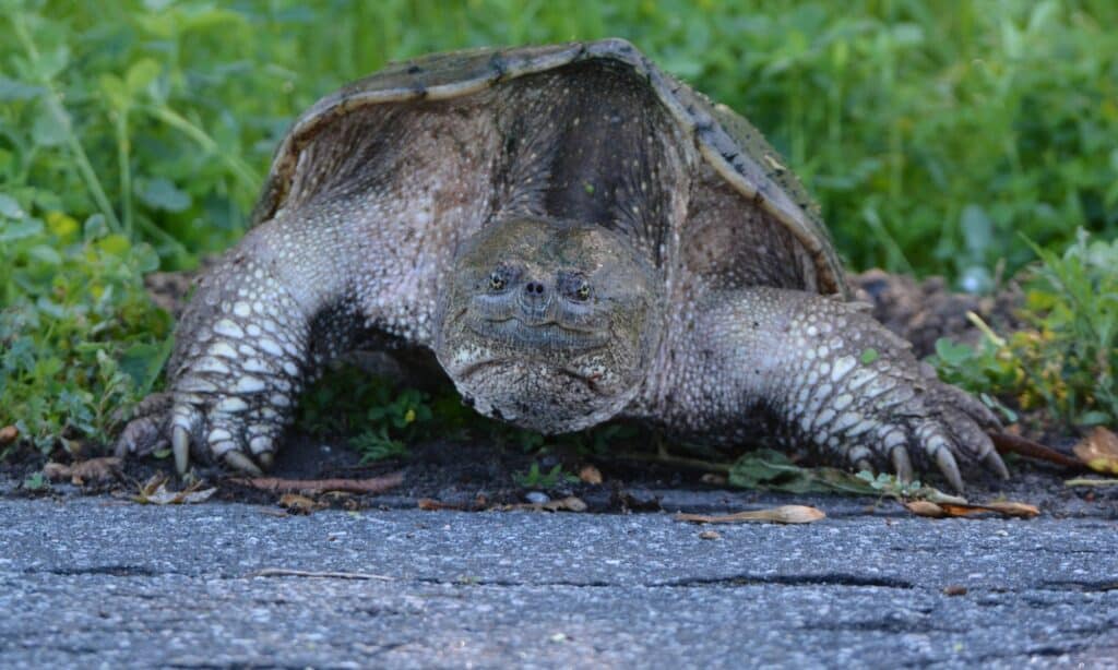 Watch This Huge Snapping Turtle Turn Into a Softy and Get Gentle Pets