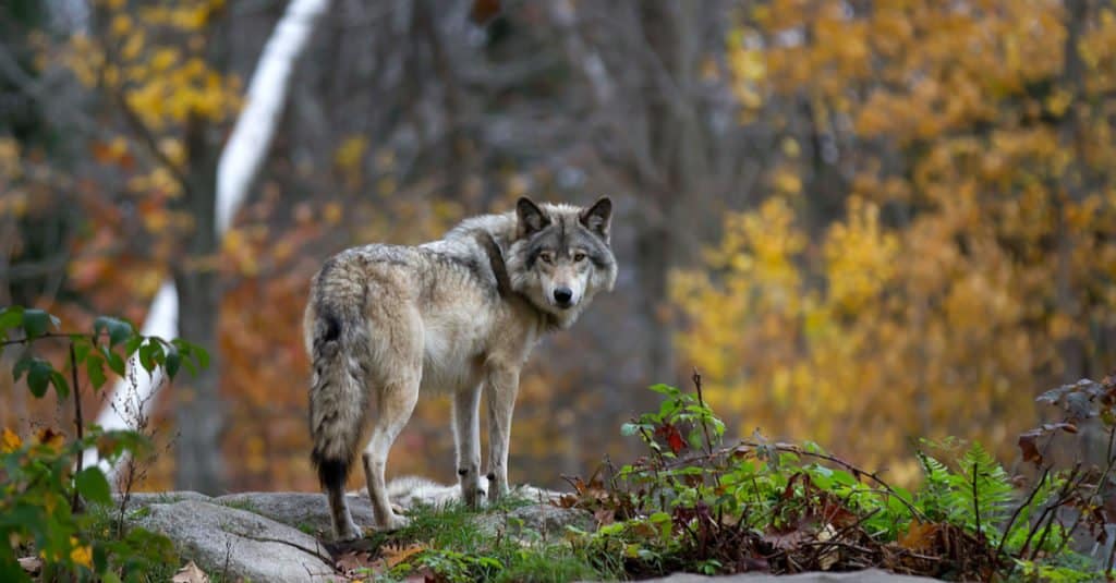 How Fast Are Deer? Top Speeds and How It Compares to Its Predators