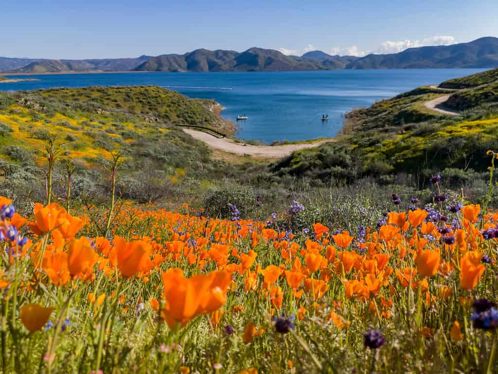 25 Beautiful Types of Orange Wildflowers