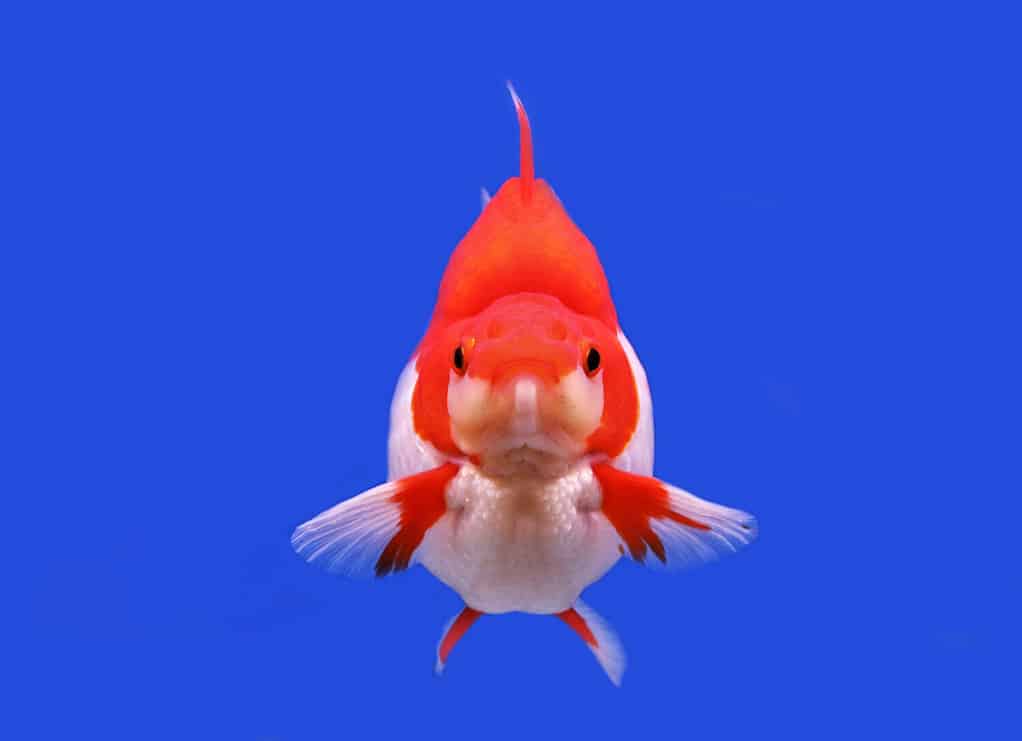 Every Type of Goldfish: Color, Size and Care Tips