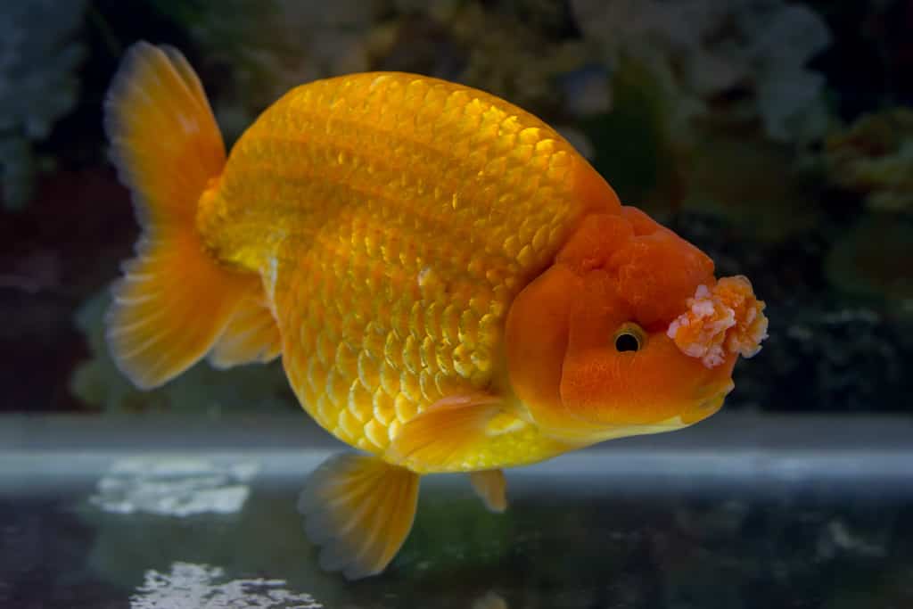 Every Type of Goldfish: Color, Size and Care Tips