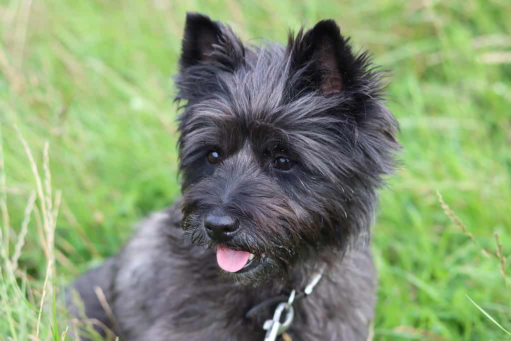 Cairn Terrier Colors: Rarest to Most Common