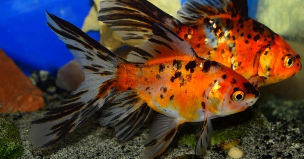 Every Type of Goldfish: Color, Size and Care Tips